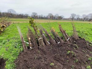 500 bomen en struiken de grond in in Peiez