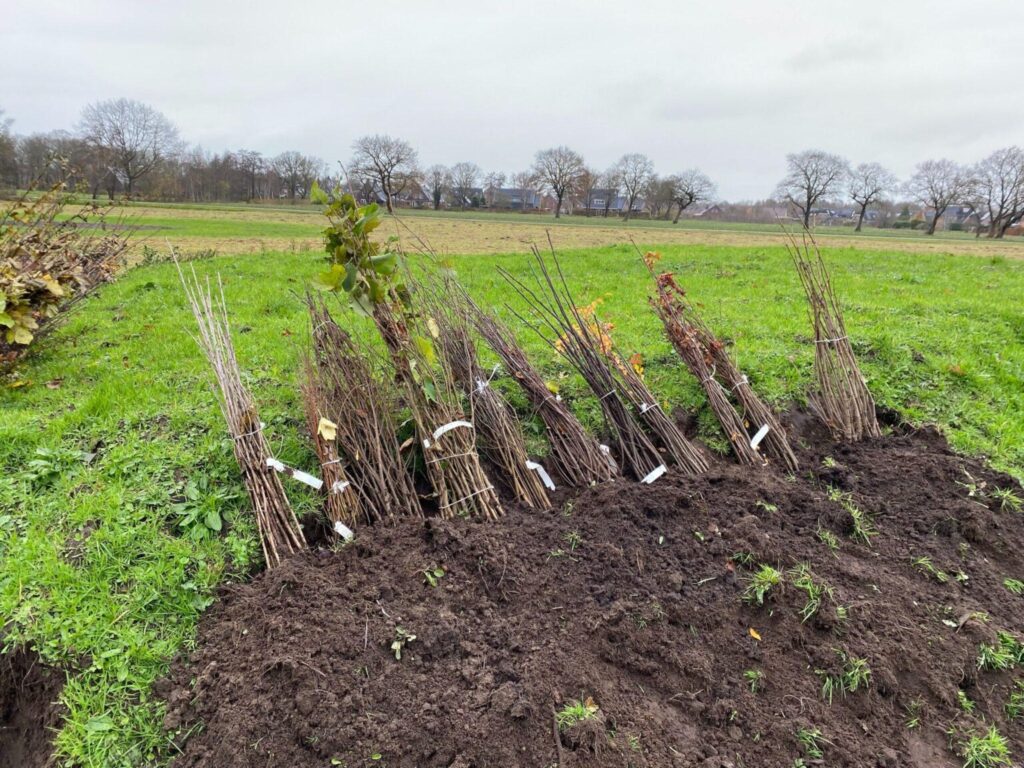 Zaterdag 4 december gaan er 500 bomen en struiken de grond in!