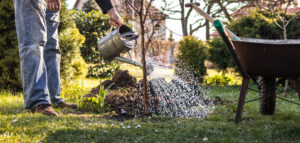 Man geeft boompje water met een gieter