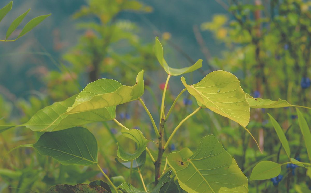 Plan Boom helpt particulieren met bosaanplant