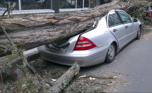 Gevallen boom op auto