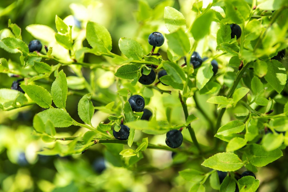 Natuurwerkdag 2021: Samen iets terug doen voor de natuur