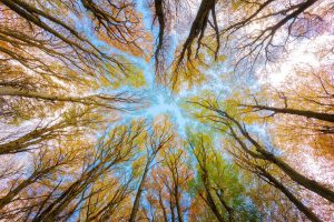 Boomkruinen tegen een blauwe lucht