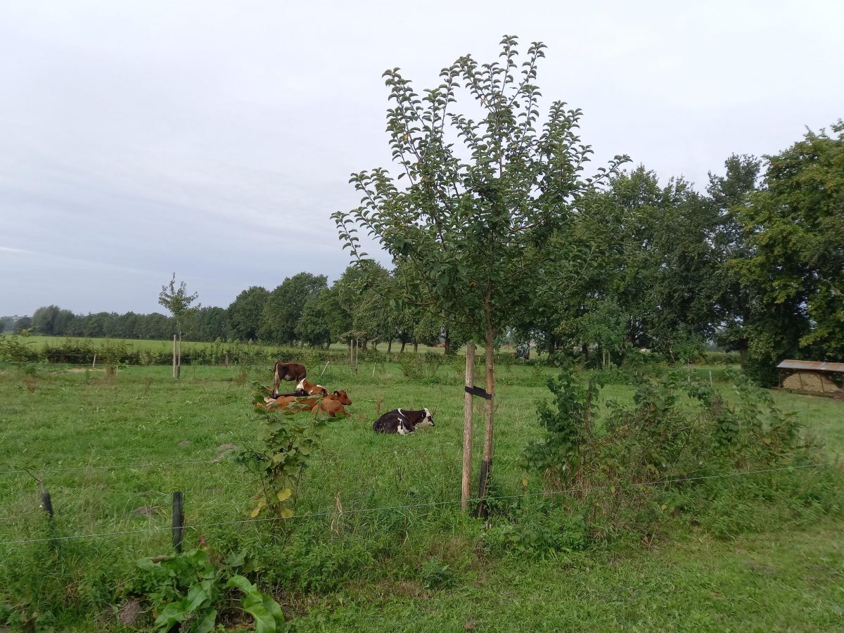 Webinar 'Agroforestry in de melkveehouderij'