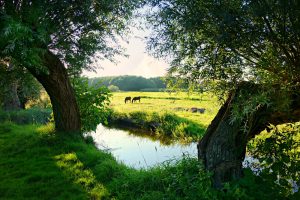 Boerenlandschap met paarden