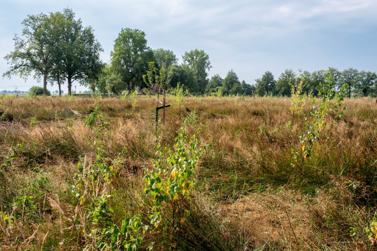 Help de natuur herstellen in Orvelte