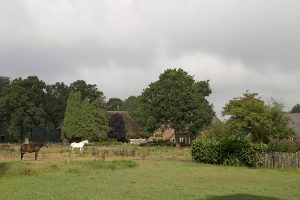 Paarden in een weiland bij en boerderij in Borger-Odoorn