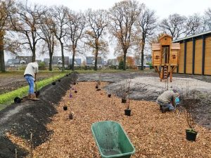 Bij een basisschool in Veenhuizen worden bomen in de grond gezet 