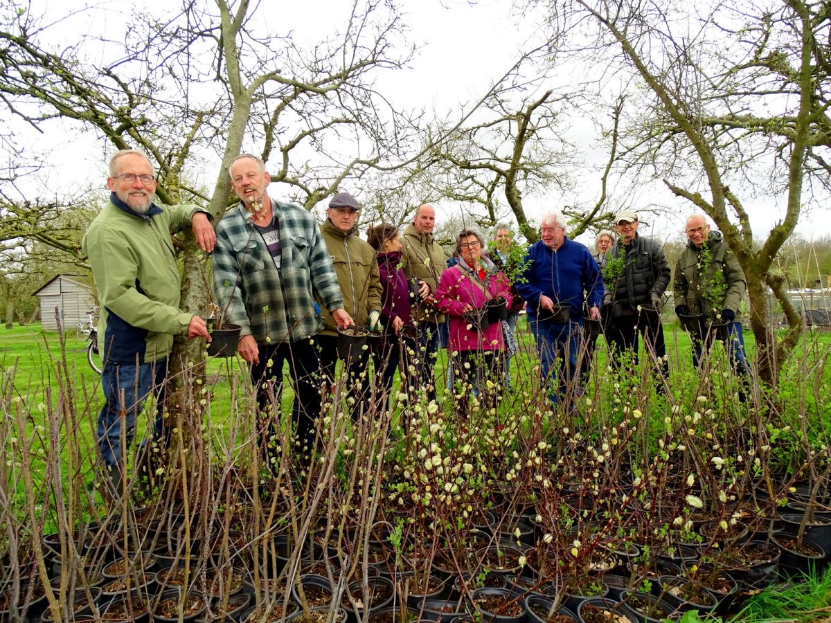 Boompjes voor bijen voor 50-jarige Natuurvereniging Zuidwolde