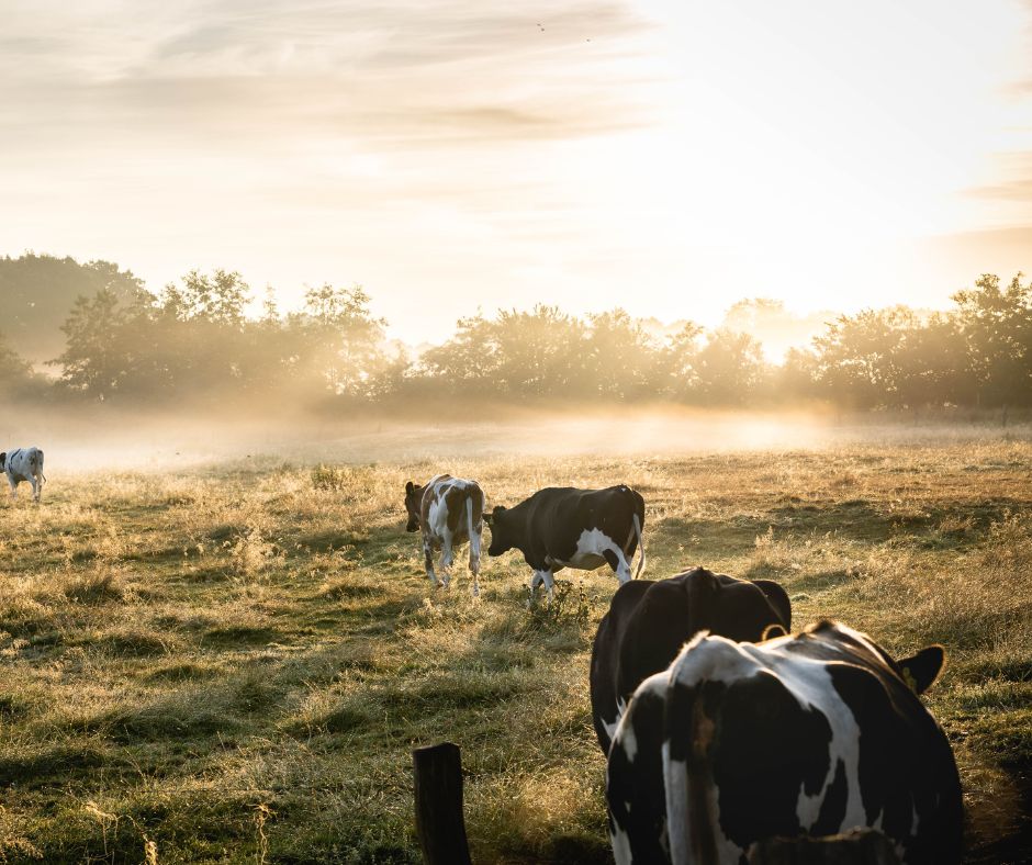 Natuur- en landschapsmaatregelen Duurzaam Boeren Drenthe