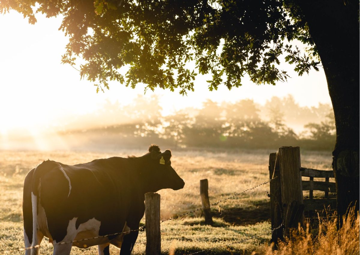 Drenthe krijgt een Agroforestry Netwerk